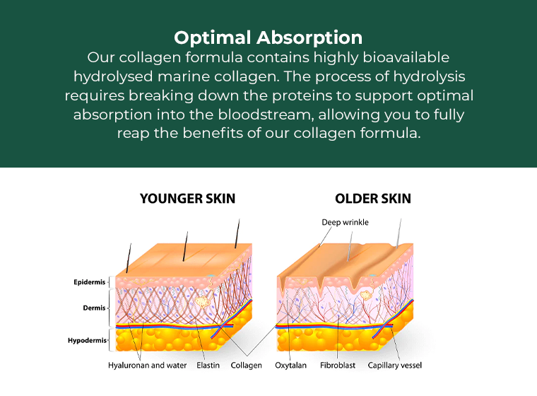 Educational graphic titled “Optimal Absorption,” explaining that Collagen Complex contains highly bioavailable hydrolysed marine collagen, which is broken down into smaller proteins for better absorption into the bloodstream. Illustrated diagram compares younger skin with stronger collagen and hydration levels to older skin showing wrinkles and reduced elasticity.